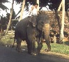 Arbeitselefant in Habaraduwa