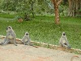 Wilde Affen auf dem Tempelgelände
