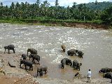 Badende Elefanten in Pinnawela